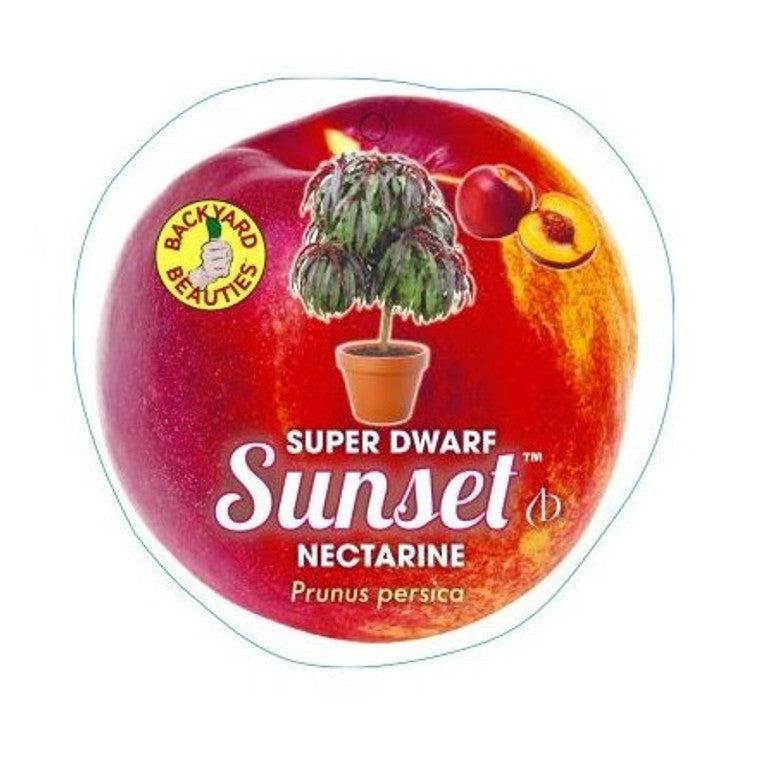 Nectarine Super Dwarf Sunset