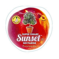 Nectarine Super Dwarf Sunset - Ladybird Nursery