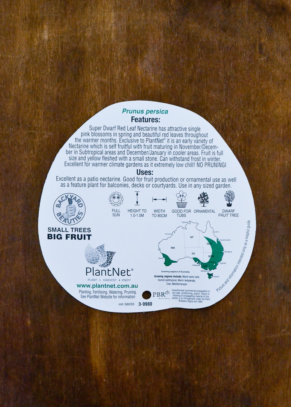 Nectarine Super Dwarf Sunset