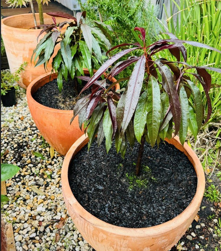 Nectarine Super Dwarf Sunset - Ladybird Nursery