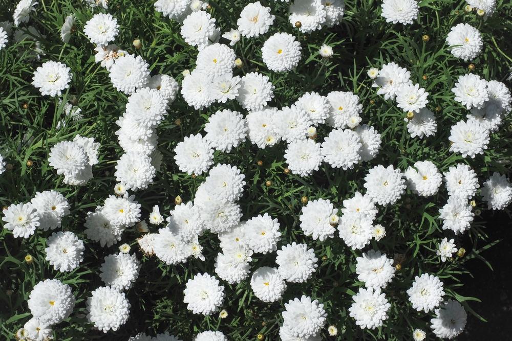 Daisy 'Super Duper' (Argyranthemum)