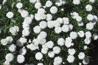 Daisy 'Super Duper' (Argyranthemum)