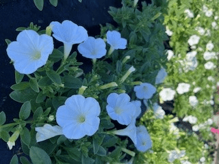 Petunia Supertunia® Vista Assorted - Ladybird Nursery