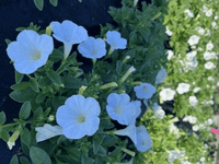 Petunia Supertunia® Vista Assorted - Ladybird Nursery