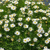 Cut-leaf Daisy 'Surdaisy White' (Brachyscome multifida) - Ladybird Nursery