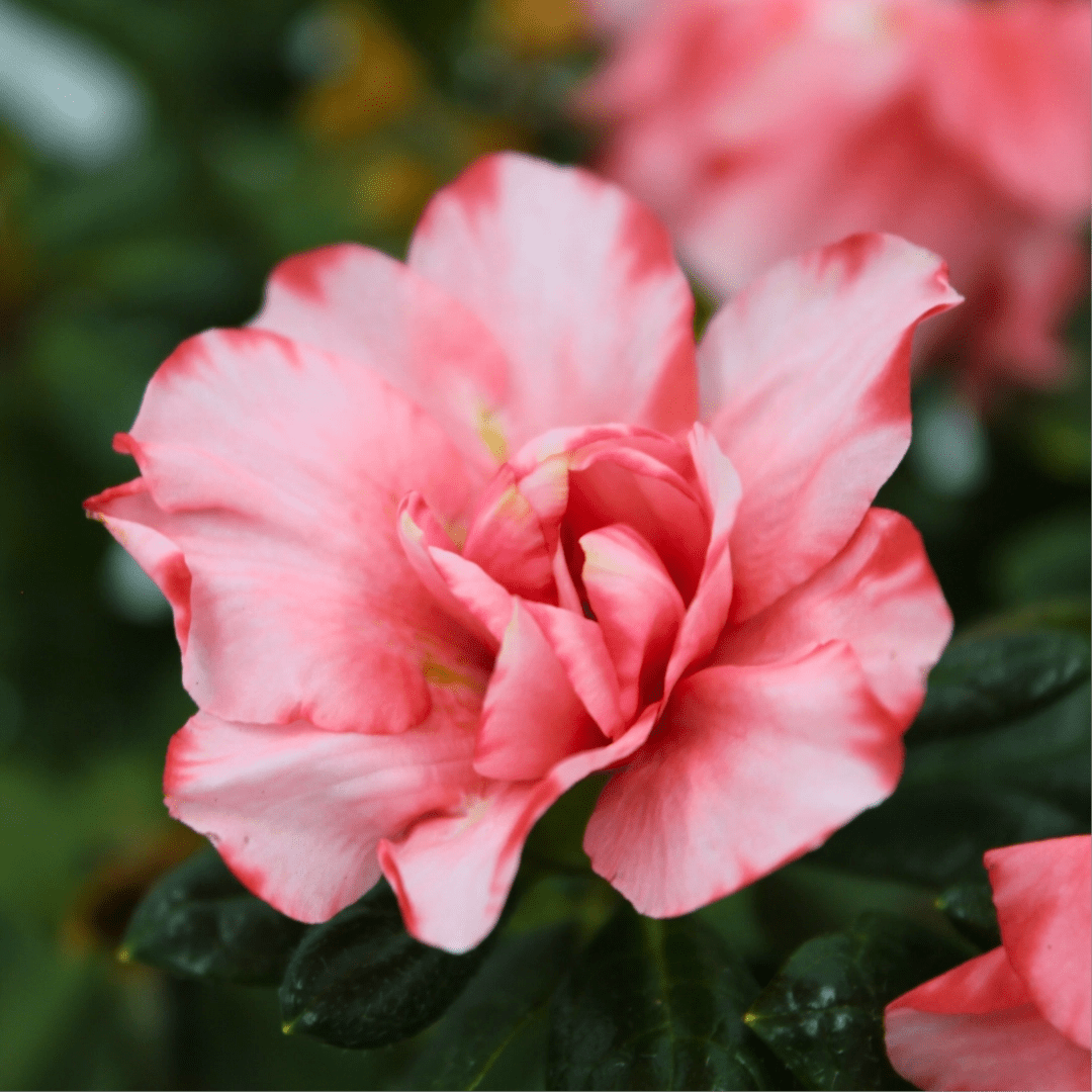 Azalea Nice Surprise - Ladybird Nursery