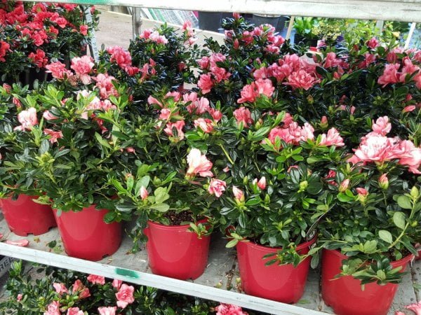 Azalea Nice Surprise - Ladybird Nursery