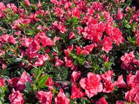 Azalea Nice Surprise - Ladybird Nursery