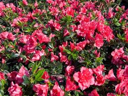 Azalea Nice Surprise - Ladybird Nursery