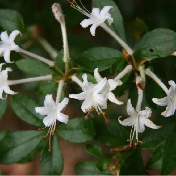 Azalea Firefly - Ladybird Nursery