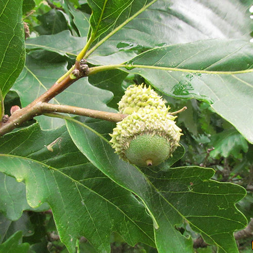 Swamp White Oak (Quercus bicolour)