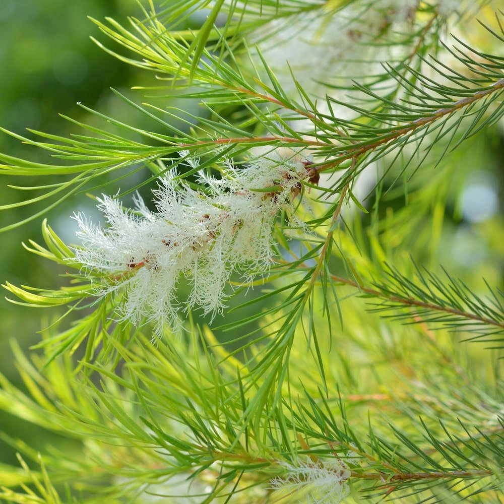 Swamp Paperbark (Melaleuca ericifolia) - Ladybird Nursery