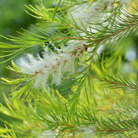 Swamp Paperbark (Melaleuca ericifolia)