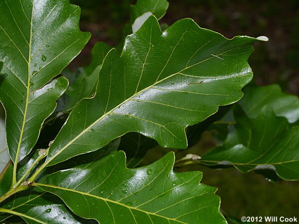 Swamp White Oak (Quercus bicolour) - Ladybird Nursery