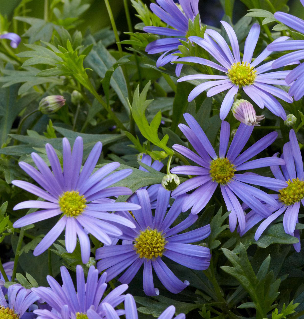 Swan River Daisy 'Fresco Purple' (Brachyscome)