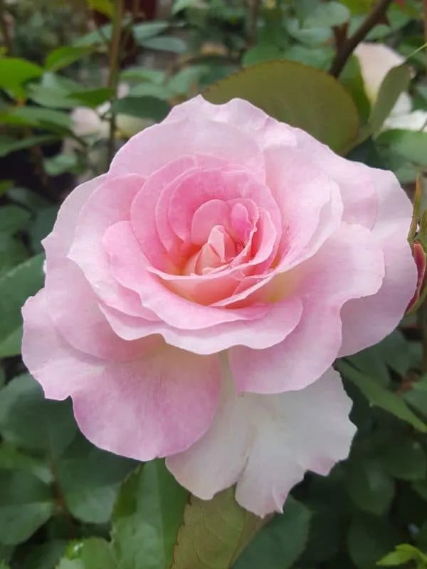 Rose Seduction 2 ft Standards (Rosa) - Ladybird Nursery