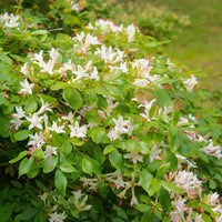 Azalea Firefly