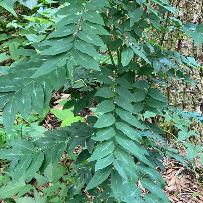 Sweet Leaf Bush - Ladybird Nursery