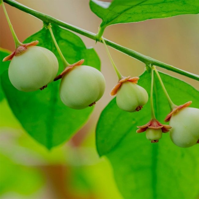 Sweet Leaf Bush - Ladybird Nursery