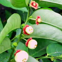 Sweet Leaf Bush - Ladybird Nursery