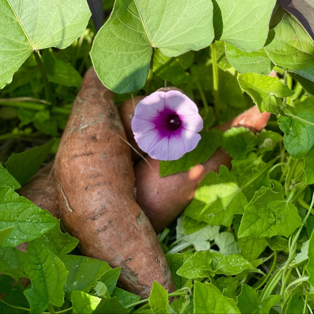 Sweet Potato 'Gold' - Ladybird Nursery
