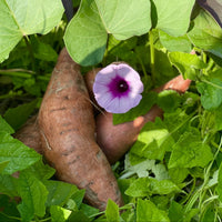 Sweet Potato 'Gold' - Ladybird Nursery