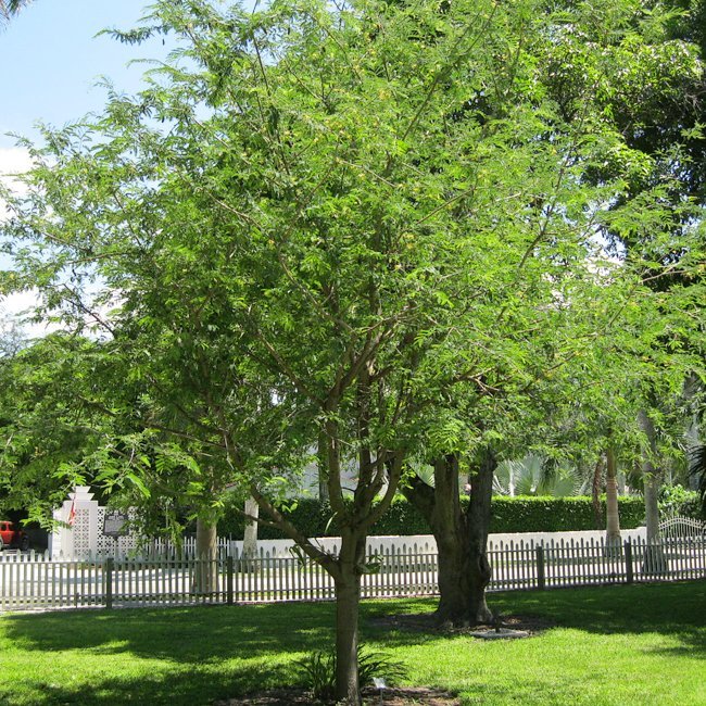 Sweet Tamarind - Ladybird Nursery