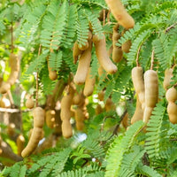 Sweet Tamarind - Ladybird Nursery