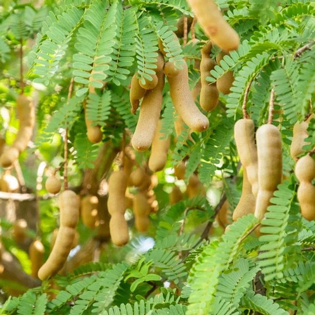 Sweet Tamarind - Ladybird Nursery