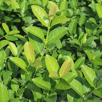 Sweet Viburnum Awabuki (Viburnum odoratissimum)