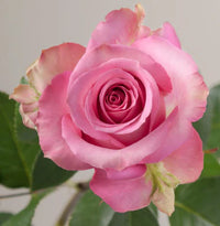 Rose 'Sweet Memory' (Bareroot)