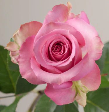 Rose 'Sweet Memory' (Bareroot) - Ladybird Nursery