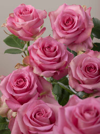 Rose 'Sweet Memory' (Bareroot) - Ladybird Nursery