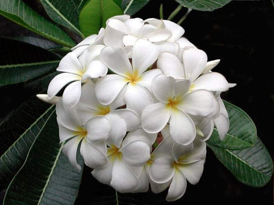 Frangipani Sweet Aloha (Plumeria rubra) - Ladybird Nursery