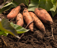 Sweet Potato 'Gold' - Ladybird Nursery