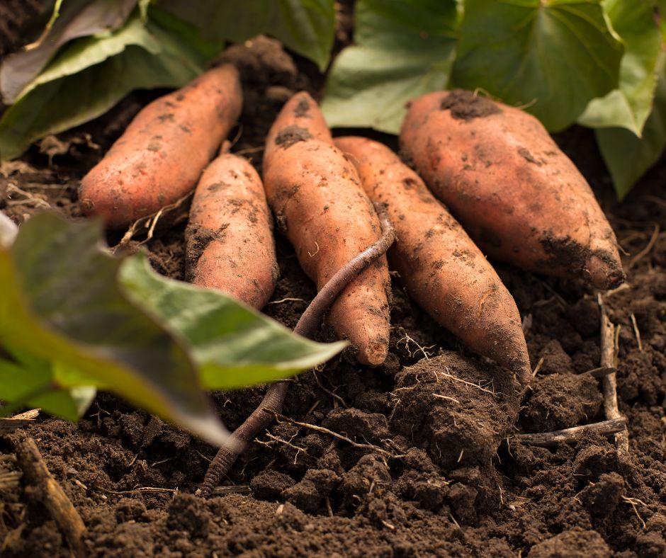 Sweet Potato 'Gold' - Ladybird Nursery