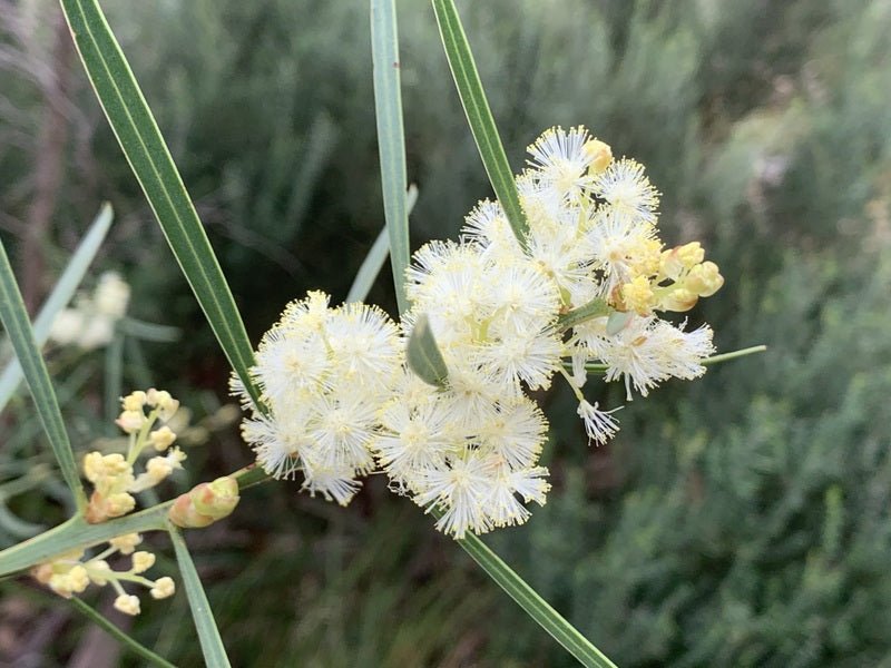 Coastal Wattle (Acacia suaveolens) - Ladybird Nursery
