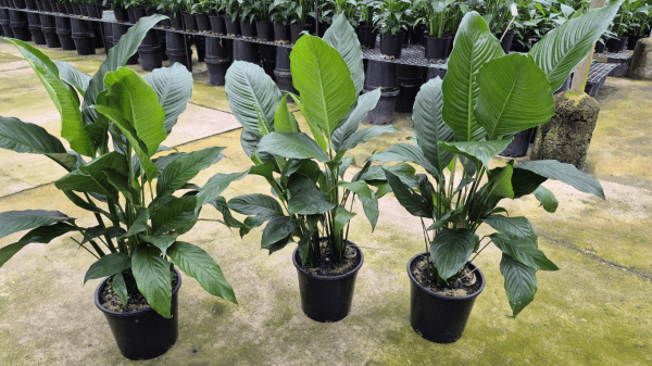 Spathiphyllum 'Sweet Sebastiano' - LARGE (PICK UP ONLY) - Ladybird Nursery