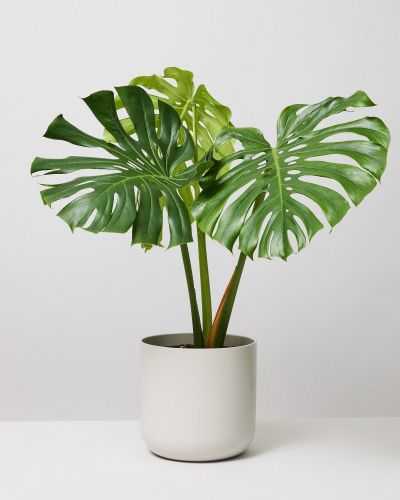 monstera deliciosa round Swiss Cheese Plant Round Leaf Form – Buy Now! – Ladybird Nursery