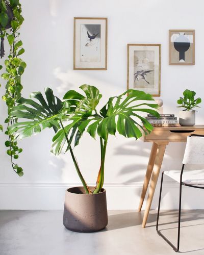 Swiss Cheese Plant Round Leaf Form (Monstera deliciosa) - Ladybird Nursery