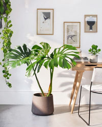 Swiss Cheese Plant Round Leaf Form (Monstera deliciosa)