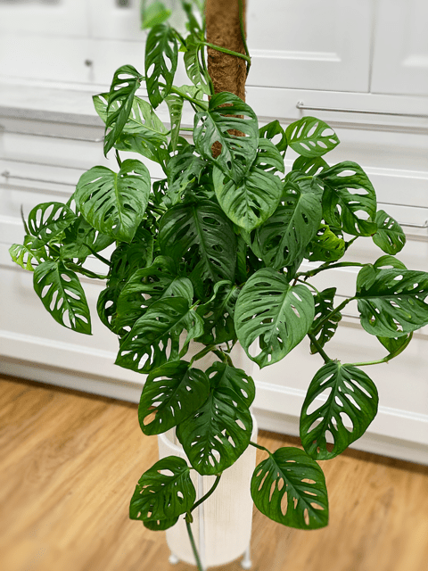 Swiss Cheese Plant (Monstera siltepecana) - Ladybird Nursery