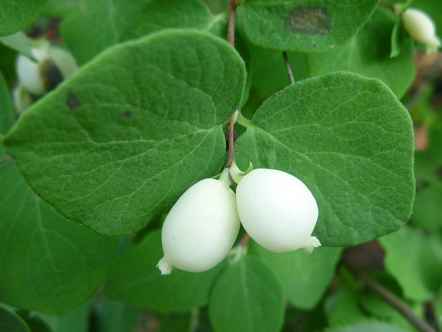 Snowberry (Symphoricarpos albus) - Ladybird Nursery