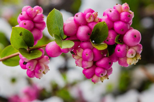 Coralberry (Symphoricarpos orbiculatus)