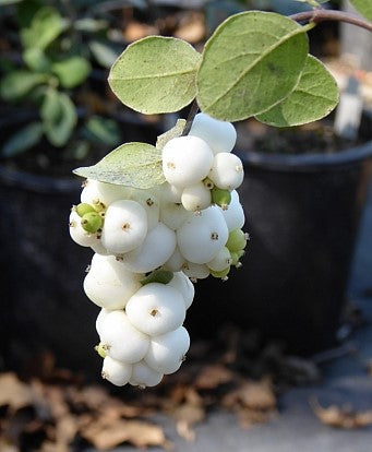 Snowberry (Symphoricarpos albus)