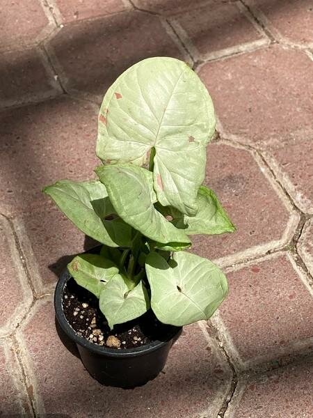 Syngonium Dazzle - Ladybird Nursery