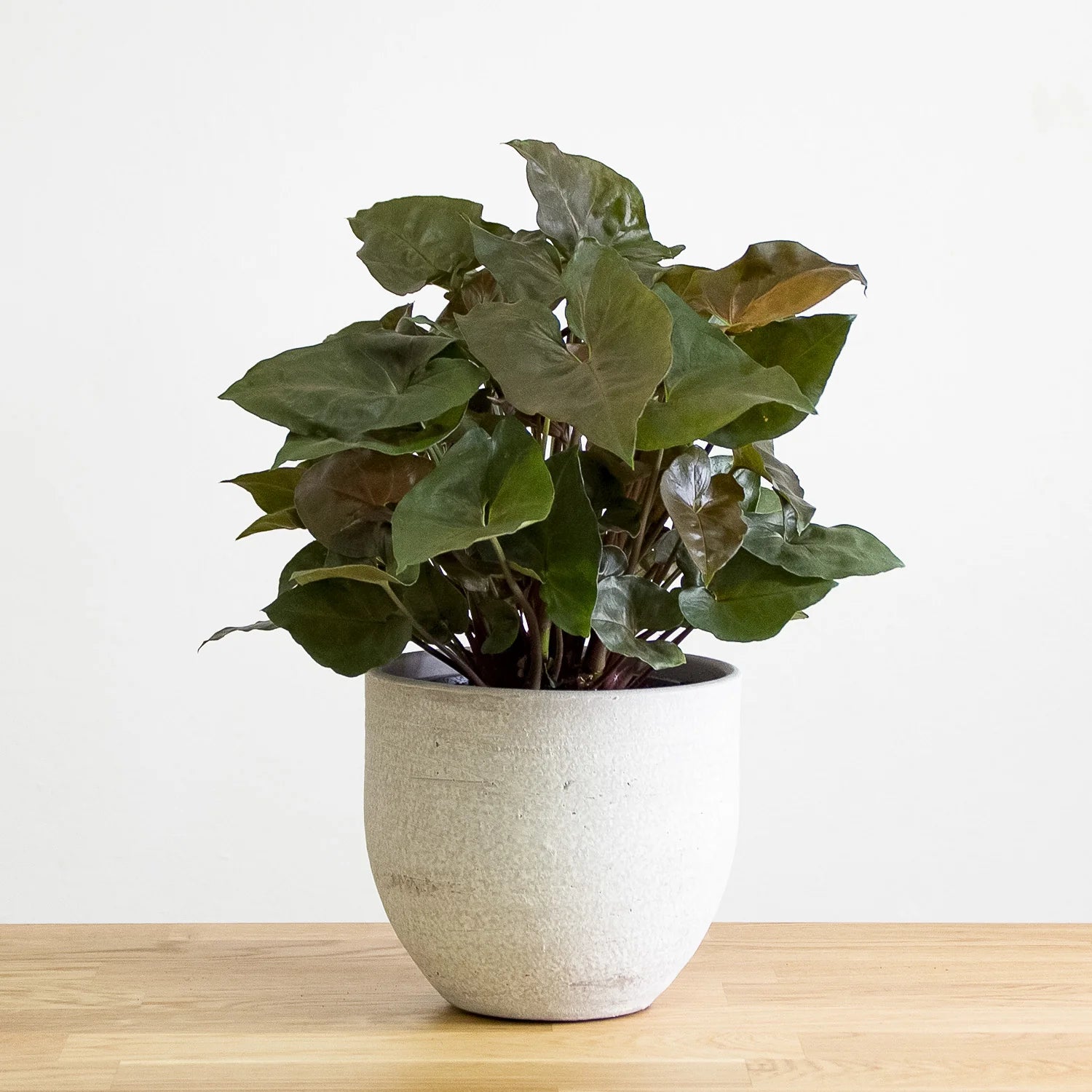 Syngonium Maria - Ladybird Nursery