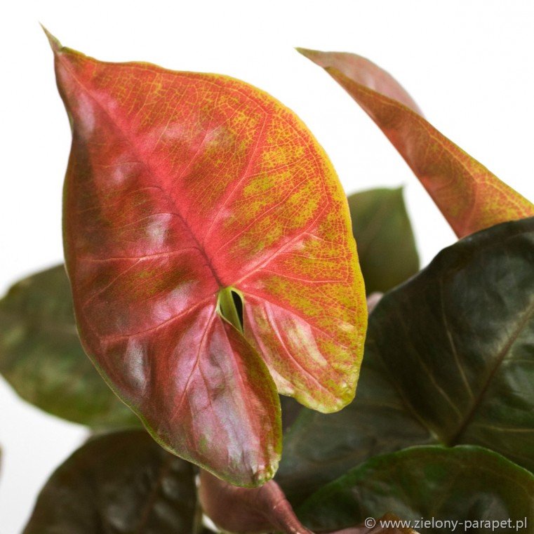 Syngonium Maria - Ladybird Nursery