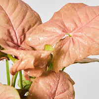 Syngonium Pink Salmon - Ladybird Nursery
