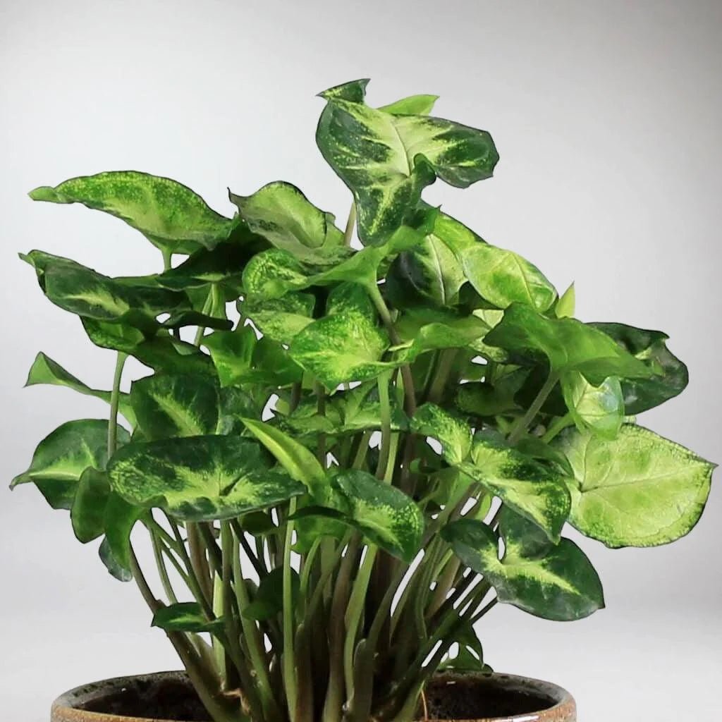 Syngonium Pixie - Ladybird Nursery